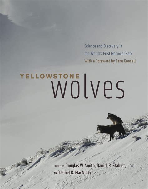 Yellowstone Wolf Project - Yellowstone Forever