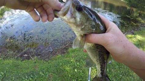 Best Bass Worm In The World!!! - YouTube