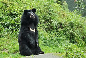 Himalayan black bear Facts for Kids