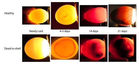 Incubation and Hatch Assistance – Avian Resources