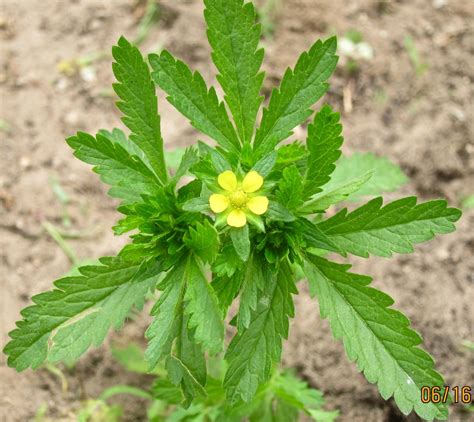 Cinquefoil - The Novice Farmer