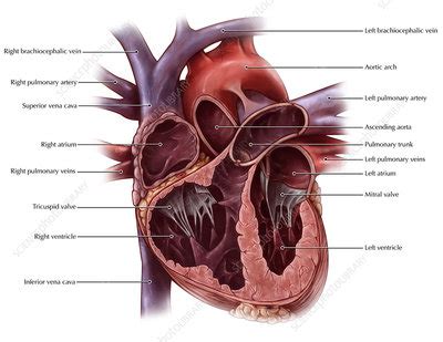 Chambers of the Heart - Stock Image - C022/1138 - Science Photo Library