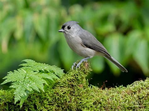 Tufted Titmouse Nesting (Behavior, Eggs, Location) | Birdfact