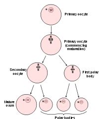 Oocyte Development, Maturation & Function | What is an Oocyte? | Study.com