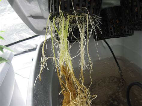 Roots: The Most Important Part of Your Plant! | Grow Weed Easy