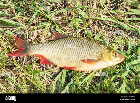 Rudd Fish Stock Photos & Rudd Fish Stock Images - Alamy