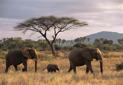 African Elephant Family On The Move At by James Warwick