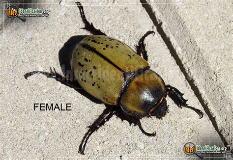 Eastern Hercules Beetle