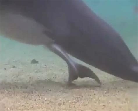 Watch incredible moment of dolphin giving birth in the sea