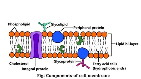 Components of cell membrane - Science Query