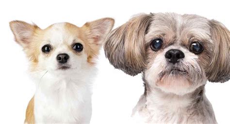 Shih Tzu Chihuahua Mix - È questa la croce perfetta per te? | Volta