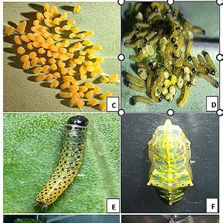 Life cycle of Pieris brassicae (L.) (Lepidoptera: Pieridae) (a, b) Male... | Download Scientific ...