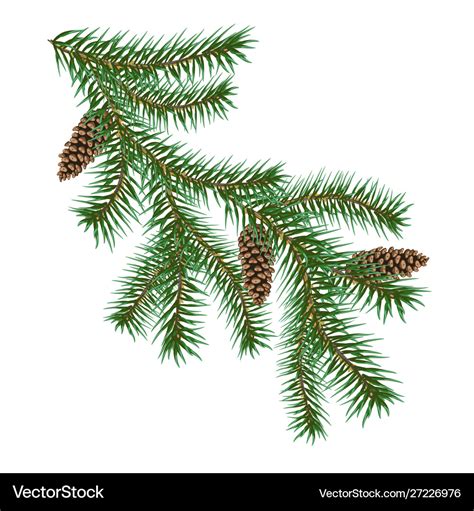 Christmas tree branches Royalty Free Vector Image