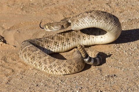 Western Diamondback Rattlesnake