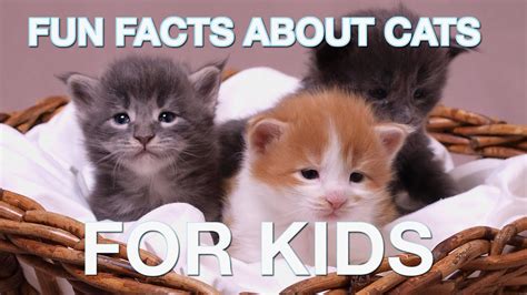 Fun Facts about Cats (For kids) - YouTube