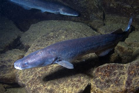 Photos of Elephantfishes Family Mormyridae