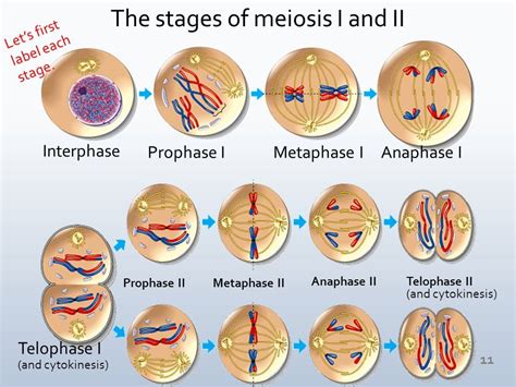 Prophase Ii Biology Dictionary