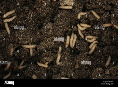 Maggots Food High Resolution Stock Photography and Images - Alamy