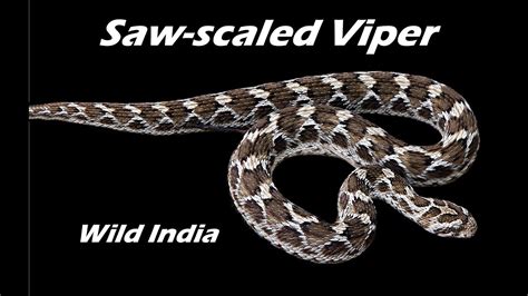 Saw-scaled Viper - YouTube