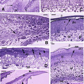 Cell adhesion and junctional proteins in the developing skin of snakes indicate they coordinate ...