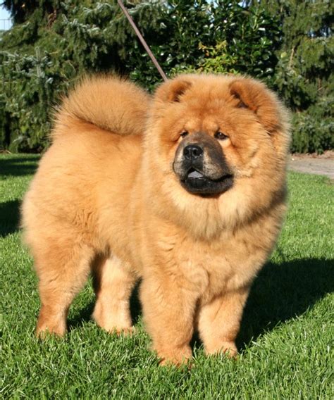 ChowChow - Home | Facebook