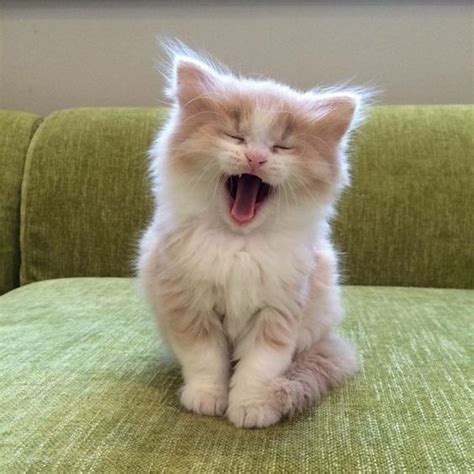 Yawn! #kitten #cute #cat #ragdollcatsandkittens | Kittens cutest, Cute cats and dogs, Baby cats