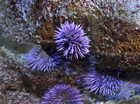 Sea Urchin from Ron's Temperate Marine ... Types Of Ocean, Purple Sea Urchin, California Academy ...