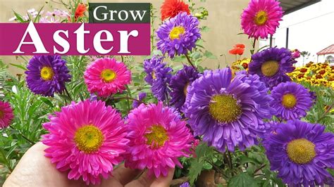 Aster Flower || Aster Plant Care || How to Grow Asters , এ্যাস্টার ফুল - YouTube