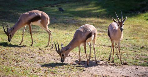 Reid Park Zoo Welcomes a Herd of Speke’s Gazelle | Reid Park Zoo