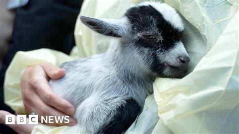 Baby goats and gardens to help with hospital stress - BBC News