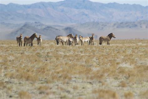 Takhiin Tal- a harem of takhi, the world's only surviving true wild ...