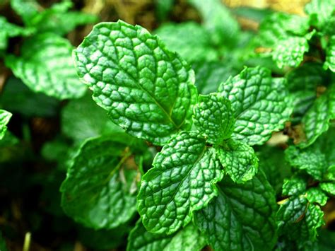 Fresh Mint Leaves Free Stock Photo - Public Domain Pictures