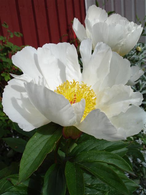 Paeonia lactiflora - wikidoc