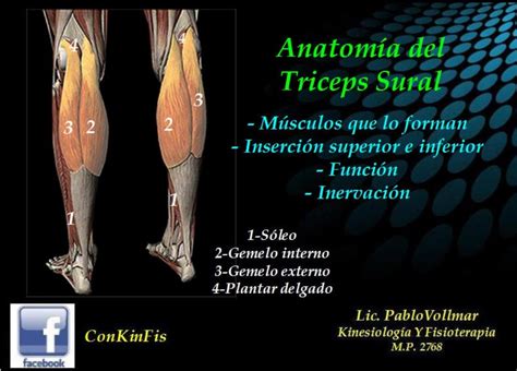 Anatomia del Triceps Sural