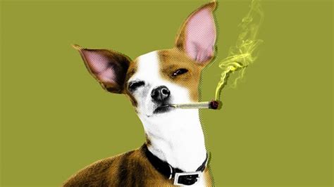 Dog Owners Demand: We Must Feed Fido Weed