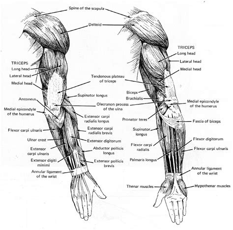 Life Drawing: Assignment #2: Arm Muscles