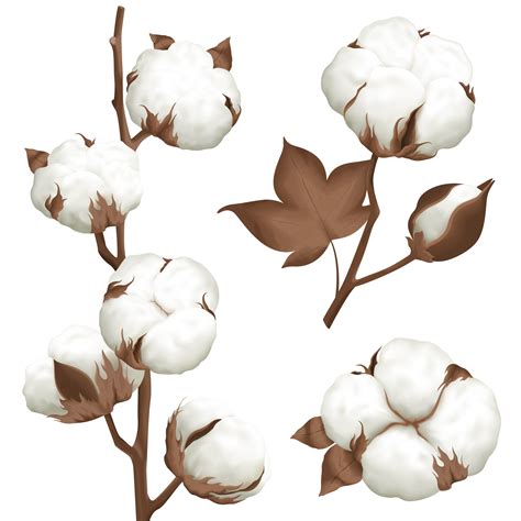 Cotton Plant Boll Realistic Set 470303 Vector Art at Vecteezy