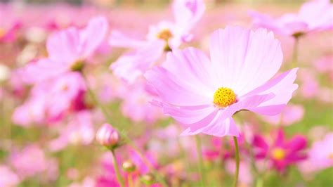 Beautiful Landscape of Cute Pink Cosmos Flowers Blooming in A Botanical ...