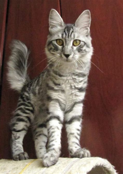 Mackerel Tabby Cat Breeds - Pets Lovers