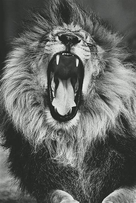 lion roar gif | Tumblr