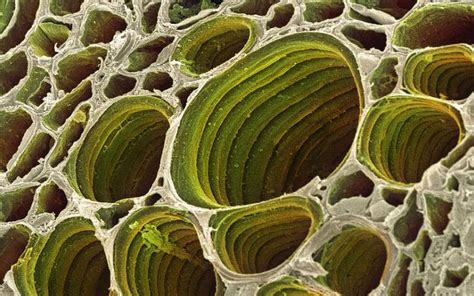 View under scanning electron microscope; Xylem plant cells | Pflanzen ...