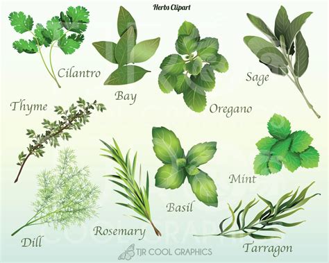 Kitchen Herbs, Kitchen Art, Herb Art, Types Of Herbs, Food Clipart, Watercolor Lessons, Rosemary ...