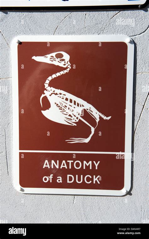 Brown tourist sign Anatomy of a Duck Funny Stock Photo - Alamy