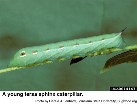 Tersa Sphinx | NC State Extension Publications