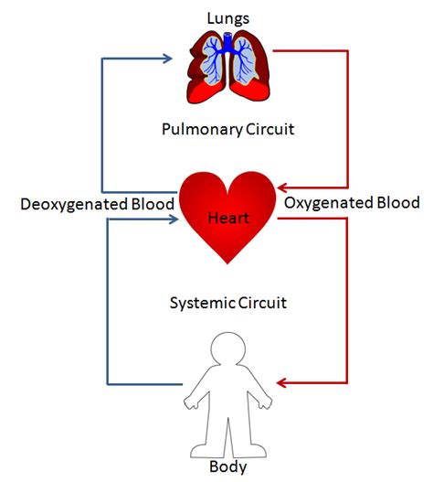 Double Circulation -Definition, 2 Loops, Flowchart,Types, Importance - CBSE Class Notes Online ...