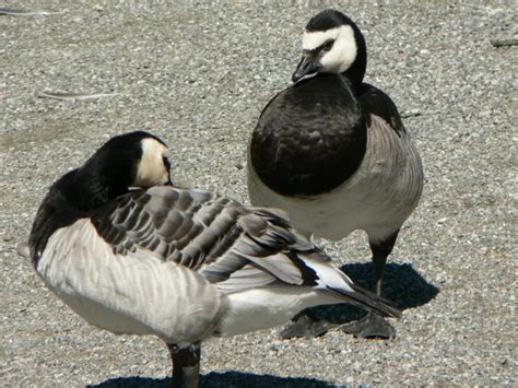 Free picture: barnacle, geese