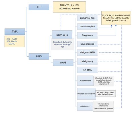 ASN Kidney360 on Twitter: "Thrombotic microangiopathy (TMA) is a ...