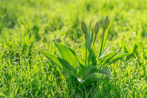 Premium Photo | Green tulips