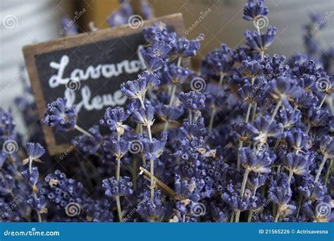 Grasse Lavender Stock Photos - Free & Royalty-Free Stock Photos from ...