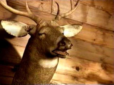Talking Mounted Deer - Tink 69 #1 - YouTube